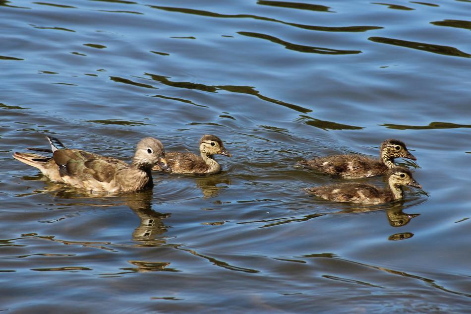 floating cute ducks in the pond