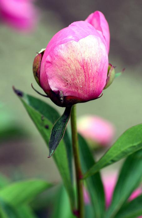 Flower Peony Pink