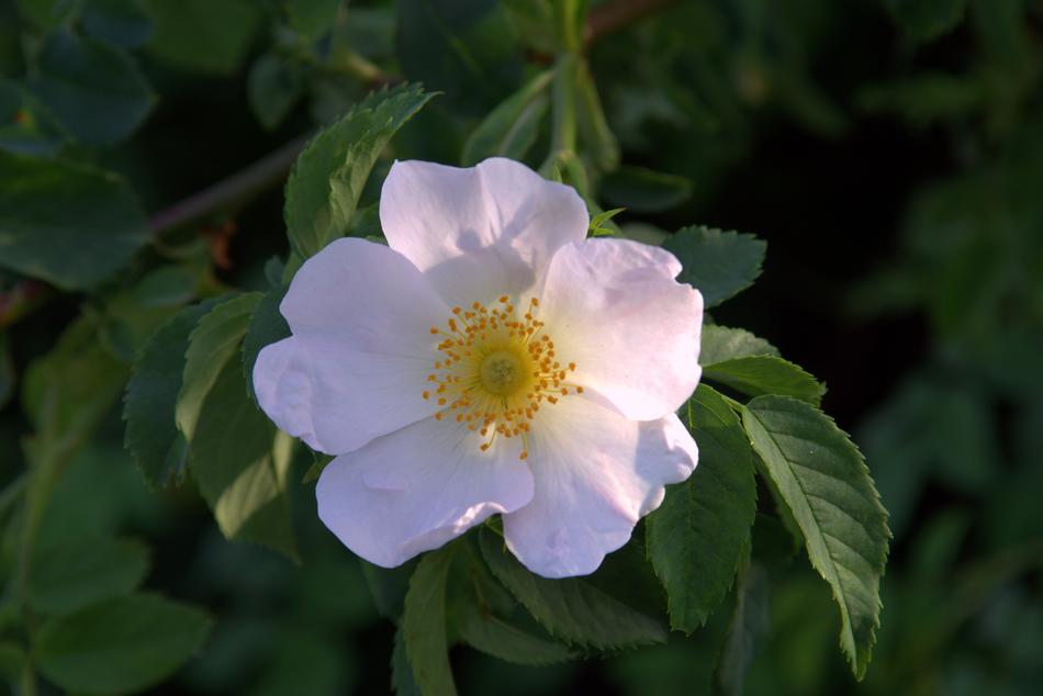 Wild Rose Flower