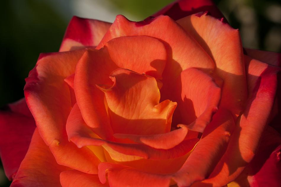 Rose Flower Orange