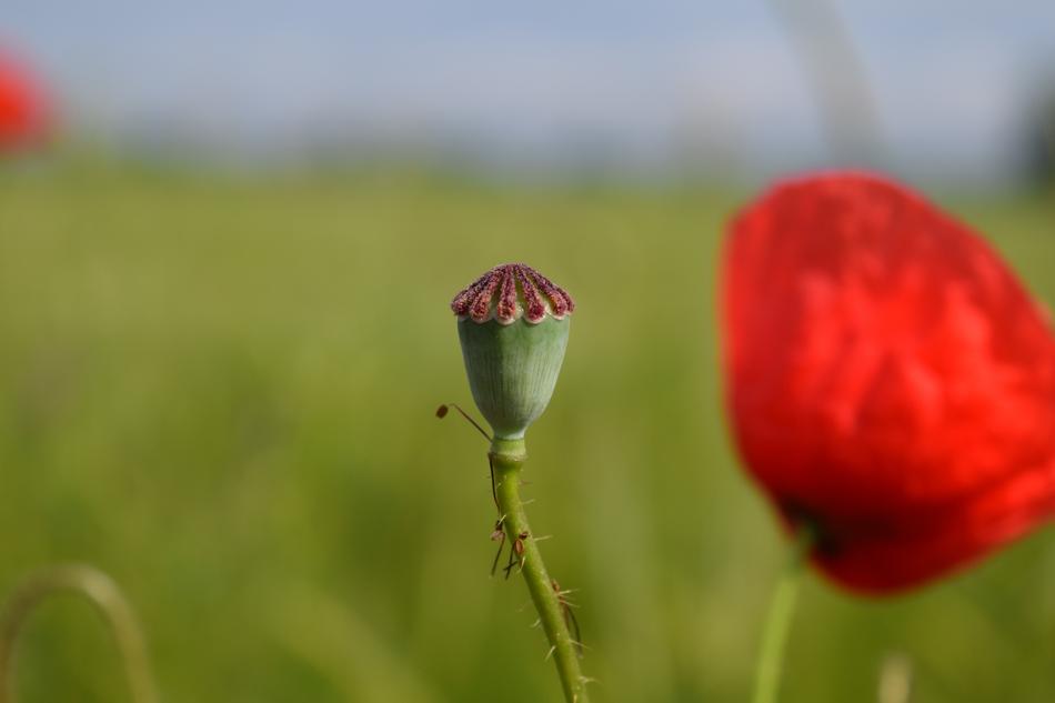 Poppy Capsule Klatschmohn