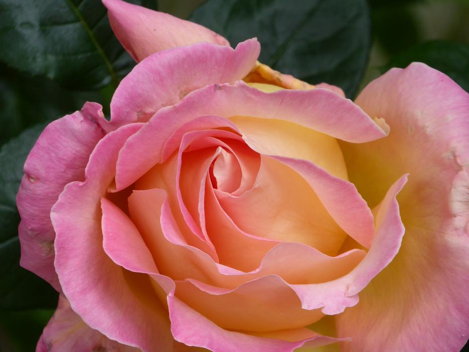 Rose Pink Yellow