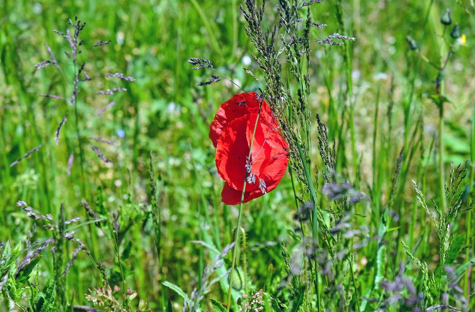 Poppy Flower Blossom