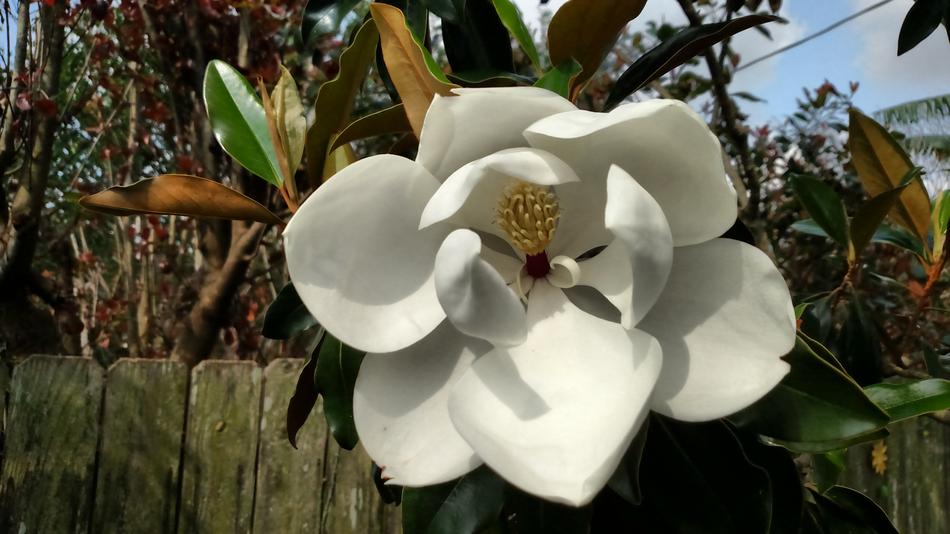 white magnolia bud on the background of the fence