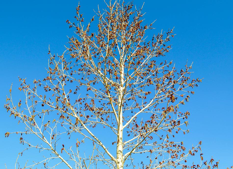 long autumn birch against the sky