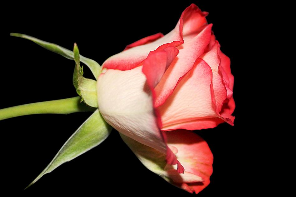 Rose Blossom Bloom