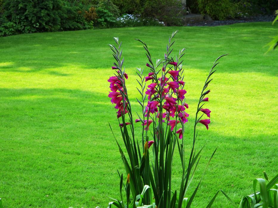 Flower Garden Red