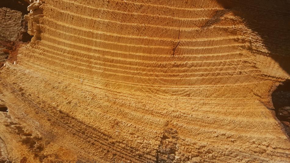 piece of wood with lines