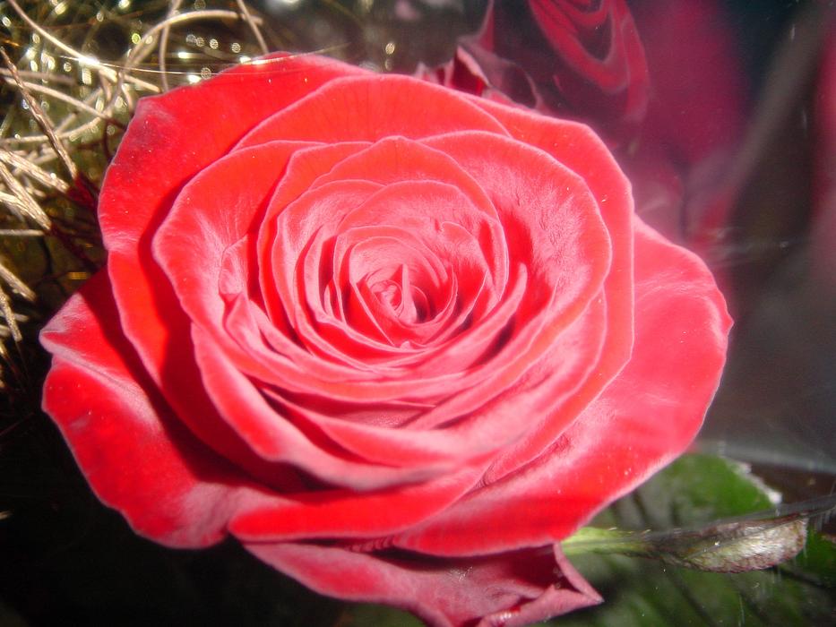 Rose Flower Red