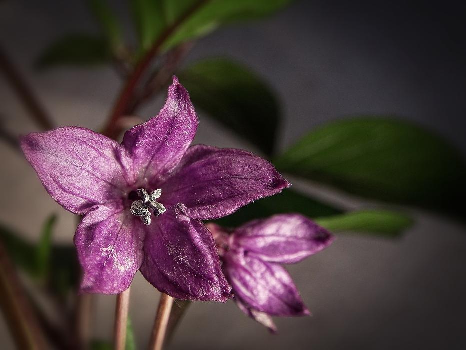 Chilli Calico Purple Pepper