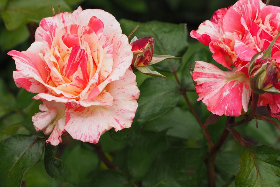 Rose Blossom Bloom