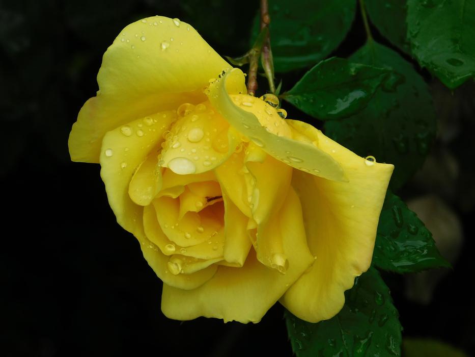 Rose Flower Yellow