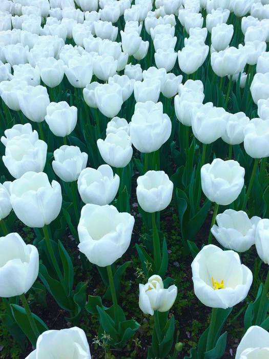 Tulip Flowers White