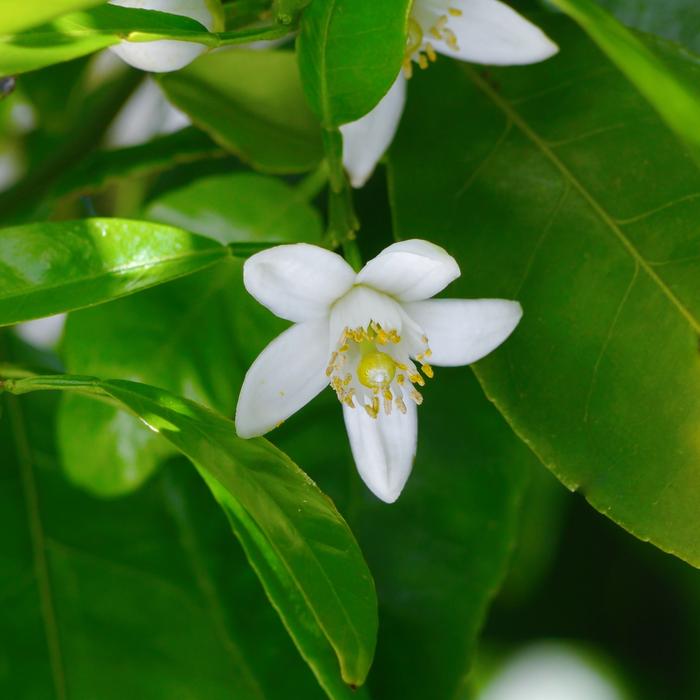 white little flower in the garden