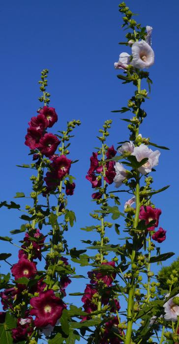 long blooming flowers in the garden