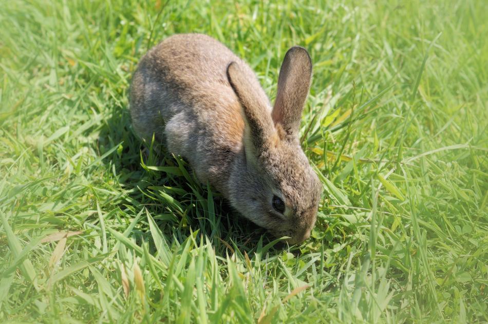 Hare Rabbit Long Eared Dwarf