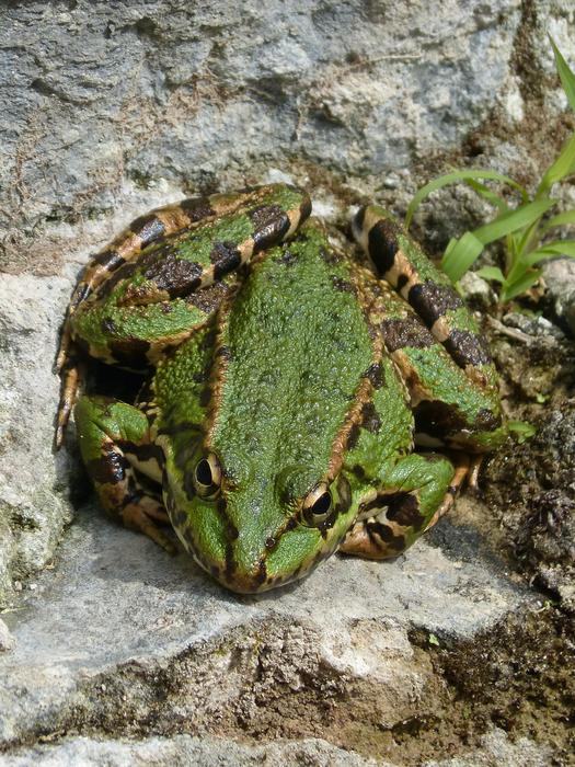 large green frog resting on a rock
