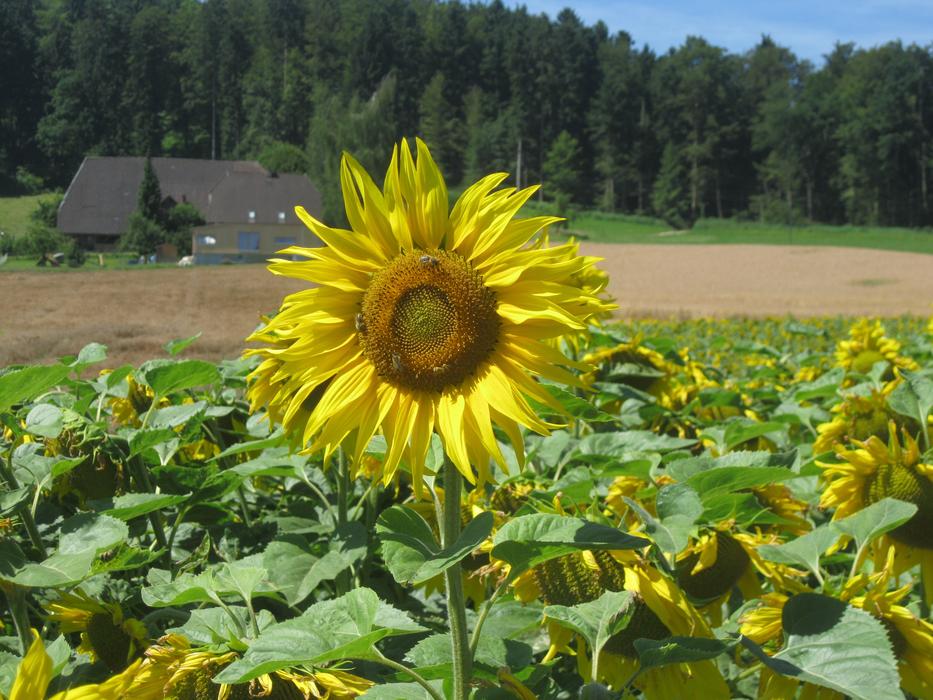Sun Sunflower