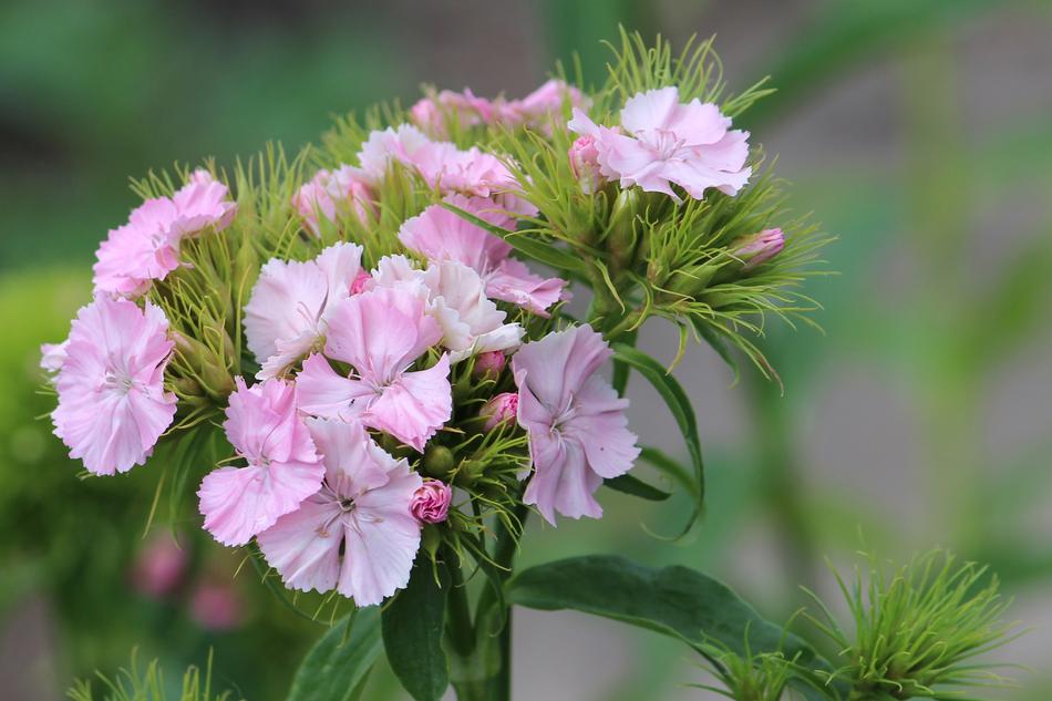 Bartrnelke Blossom Bloom