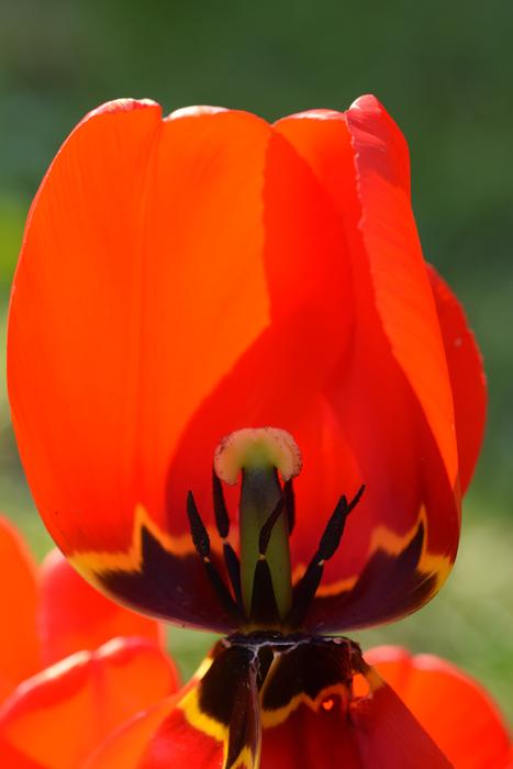 Blossom Bloom Flower