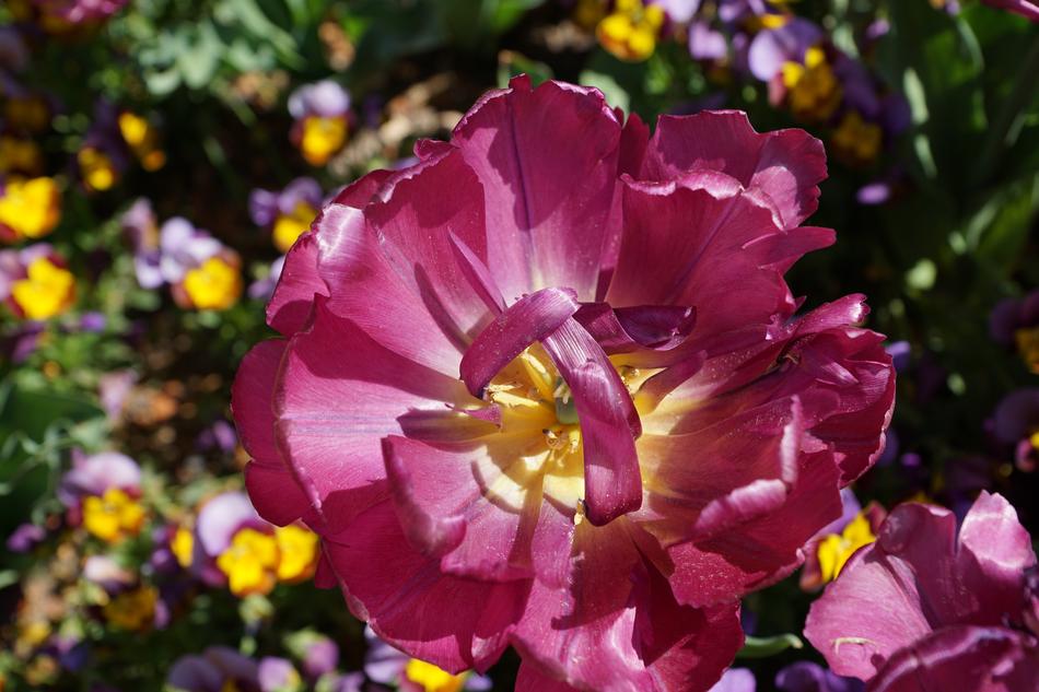 Peony Pink Flower