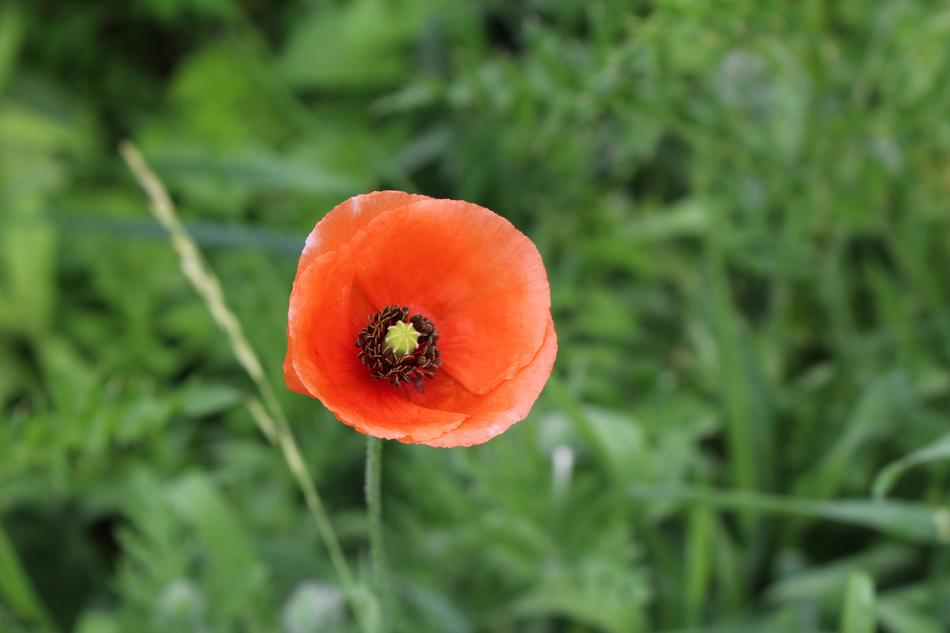 Poppy Papaver Wild