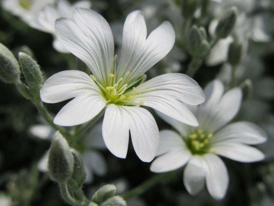 Flowers White