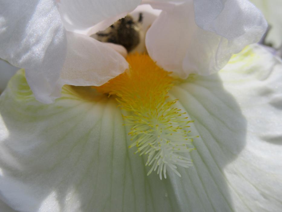 Lily Flower White