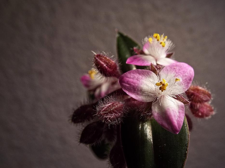 houseplant, pink tradescantia