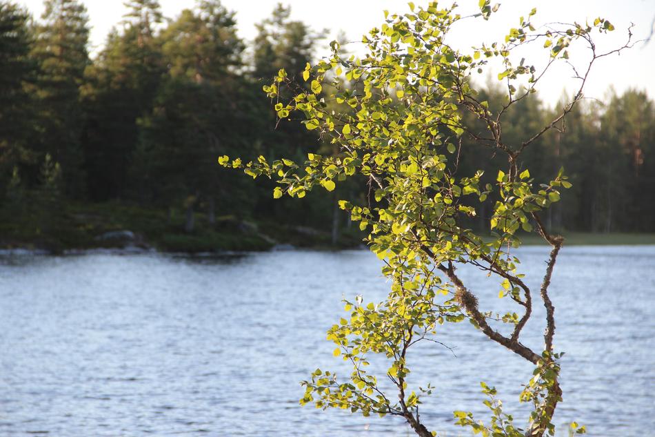 beautiful view of a wild lake