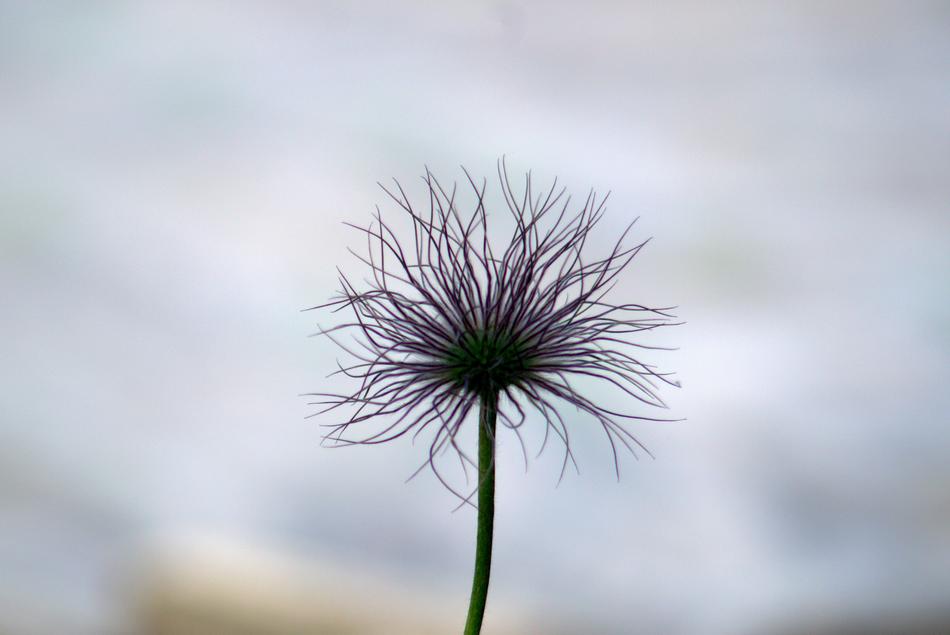 Flower Strange Whisk