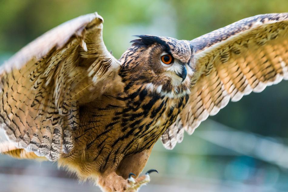 eagle owl with outstretched wings