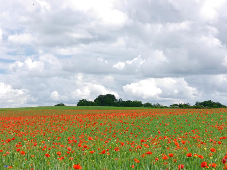 gorgeous poppy field