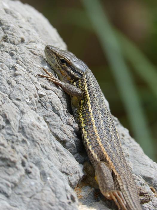 Lizard Sargantana Scales