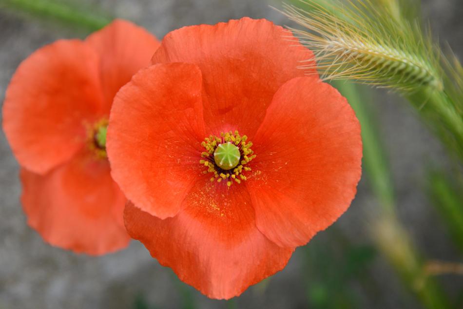 Poppy Blossom Bloom