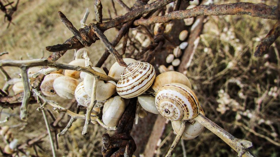 snails crawling on a branch