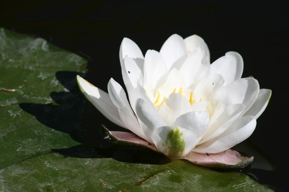 Water Lily Flower Sunlight
