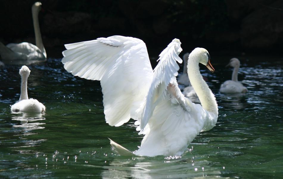 outspread wings of a swan in a pond