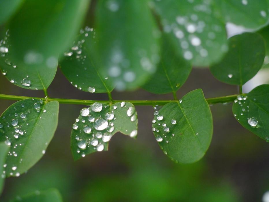 Dewdrops on small leaves