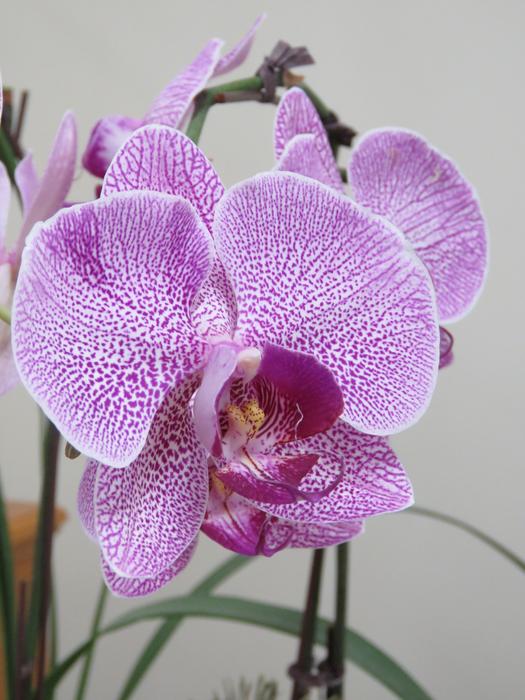 Violet Orchid Beautiful