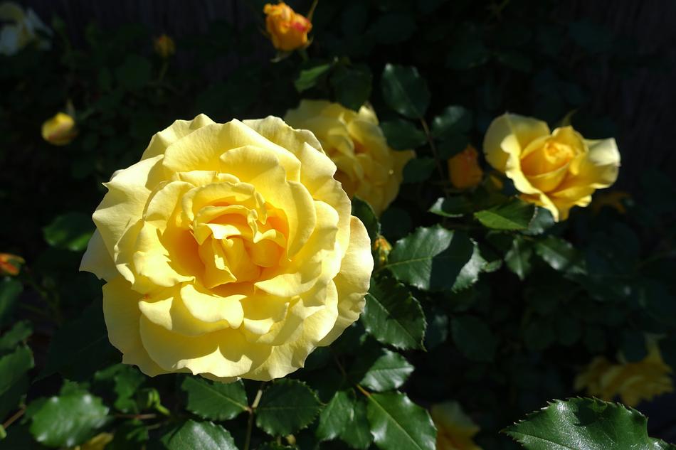 Pink Flower Yellow
