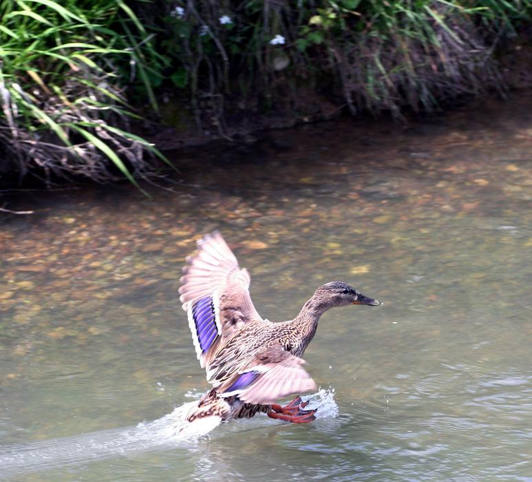 Duck Wild River