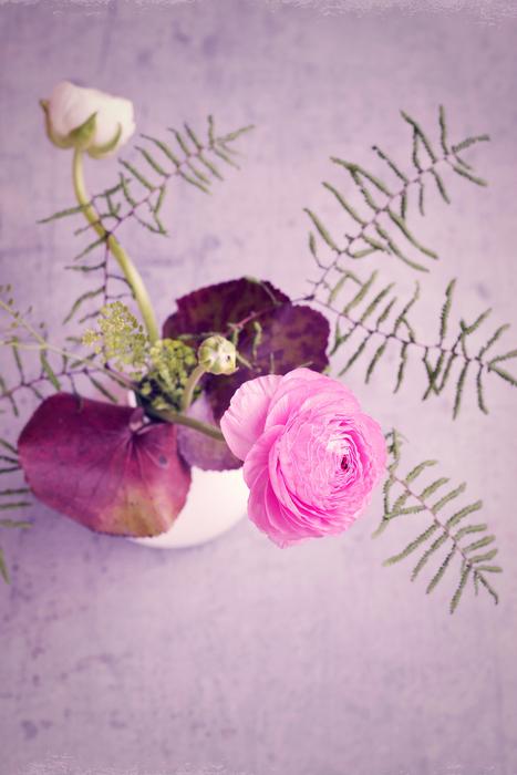 Flower Ranunculus Pink