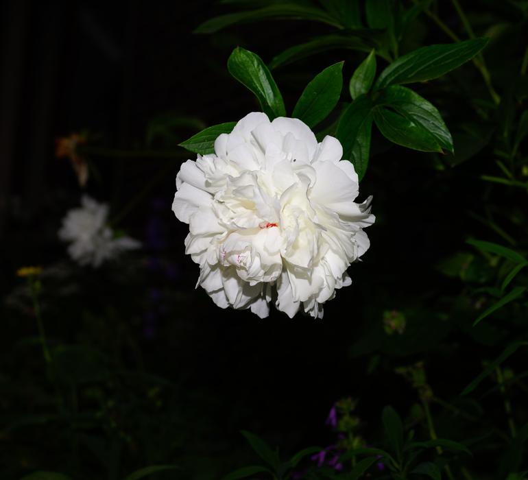 Blossom Bloom Flower