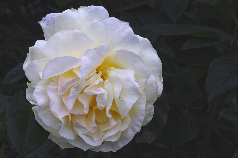 Rose White Blossom