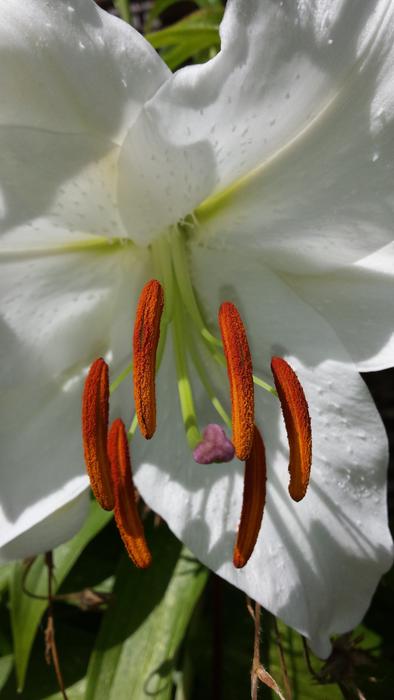 Flower Lily White