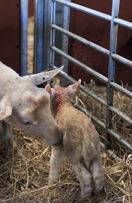 Lamb Cover Newborn