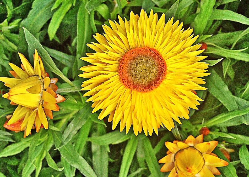 Flower Yellow Strawflower