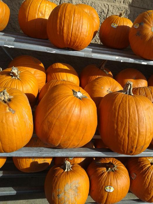 Pumpkins Fall Harvest Orange Ripe Autumn