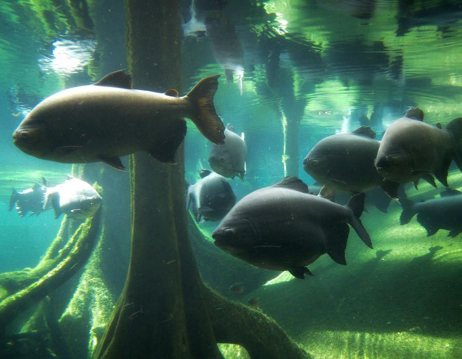 Fishes in water Aquarium